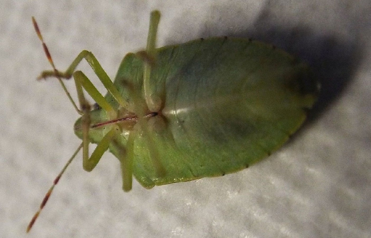 Pentatomidae:  Nezara viridula